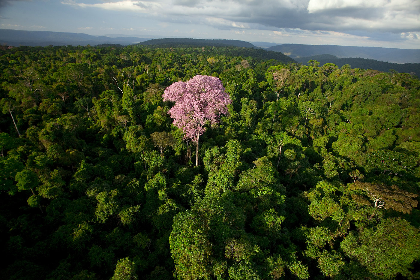Parauapebas_PA, 03 de Agosto de 2011.

Imagens da Floresta Nacional de Carajas.

FOTO: JOAO MARCOS ROSA / NITRO