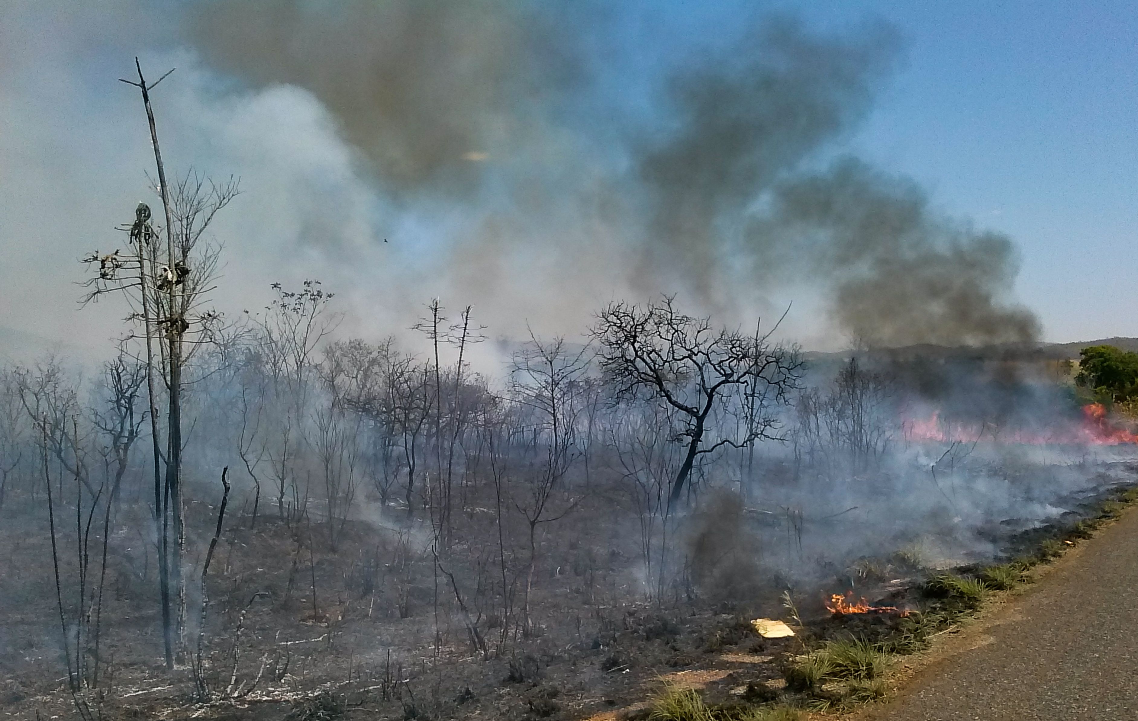 O Cerrado sofre com as queimadas neste período de estiagem,  a baixa umidade no DF no fim de semana levou a Defesa Civil a declarar estado de emergência na capital(Jose Cruz/Agência Brasil)