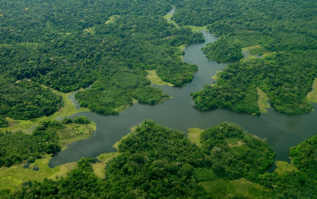 © Ubirajara Machado
Amazon Forest (Photo: Ubirajara Machado/Federal Government)
